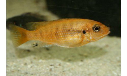 Petrotilapia small blue Nkhata Bay